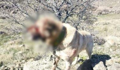 Kayseri’de operasyon! Köpek dövüştüren 12 kişi yakalandı